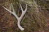 DEER ANTLERS