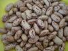 Pinto beans/Sugar beans