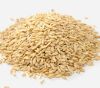 Oat grain