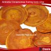 Taiwan  Antrodia Cinnamomea material OEM