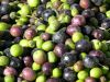 Fresh Olives for sale