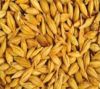 Barley, Barley for malt / Barley feed / Malted Barley for sale