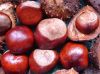 New Crop Organic Bulk Fresh Chestnuts for sale