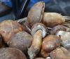 freeze cultivation edible boletus mushrooms
