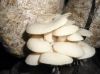 Pure Natural oyster mushroom polysaccharide capsule