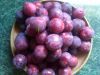 Fresh Plums Ready