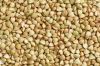 Buckwheat natural, grains hulled and fluor