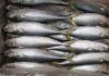 Horse Mackerel Fish Frozen, Hotsale Fresh quality Mackerel Fish, Herring Fish