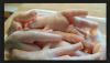 Halal  Frozen Chicken Paws