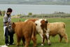 Cattle, Sheep , Goats  Friesland , Oxes , Cross breed, Cow , Calves, Bull , Heifa , Sheep