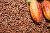 Top Grade , 100% certified organic cocoa - raw beans