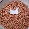 High-classs AAA Grade and Common Cultivation Type Peanuts