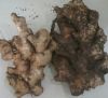 fresh ginger/garlic importer contact us