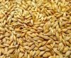 Australian Barley