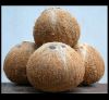 Semi Husked Coconut (Dried Coconut)