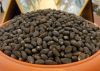 Current Stock  Jatropha Seeds for sale