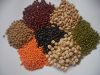 Green Lentils, Red Lentils, Yellow Lentils