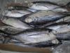 Horse mackerel , frozen fish of pacific makerel