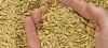 Sell Quality whole oats for oats flakes , oats flour