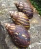 Escargots / Frozen Snails