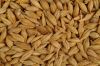 Barley for malt / Barley feed / Malted Barley for sale