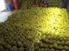 Fresh Durians - the best price for you