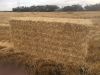 Best Wheat Straw bales