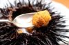 Sea Urchin for sale