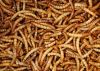 Premium Dried Mealworm