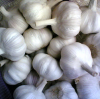 pure white fresh garlic