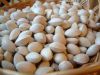 processed Ginkgo Nuts for sale