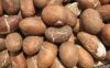 Bitter Kola (Garcinia Kola) Nuts