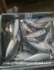 sell frozen HGT Mackerel pacific  for canning