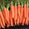 HIGH QUALITY FRESH CARROT