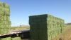 Premium Alfalfa Hay Bales Bales alfalfa Alfafa Hay Bales / Grade A