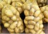 Competitive price wholesale export organic large fresh sweet potatoes