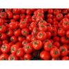 farm specification fresh tomato fresh tomatoes for sale with great price