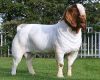 100% Full Blood Boer Goats, Live Sheep, Cattle, Lambs and Cows Ready for Export