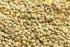 Top quality split and whole lentils for exportation