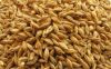 Best grade barley for exportation