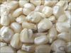 Top quality white and yellow corn available for sale
