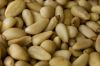 Hot sale Pine nut for exportation