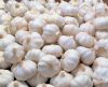 2017 Fresh Garlic - new arrival, hot sales