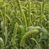 Best Price of Fresh Green Millet, High quality dried yellow millet, Wholesale red broomcorn millet / red panicum foxtail millet