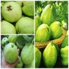 FRESH GUAVA HIGH QUALITY WITH BEST PRICE FOR YOU