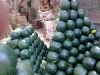 Best price Fresh Organic Melon , Water melon
