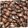 Cheap Price Quality Premium Castor Seeds