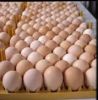 POULTRY EGGS