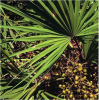 Saw Palmetto Extract