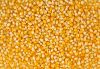 Yellow Corn